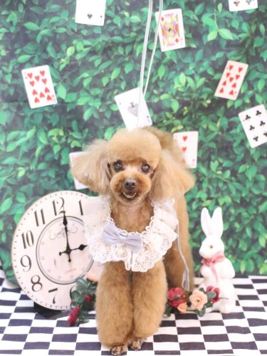 20250423茶々丸くん